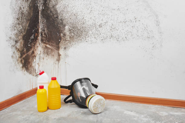 Best Best Mold Removal Companies  in Ntgomery City, MO
