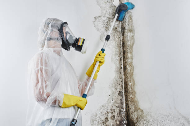 Home Mold Removal in Montgomery City, MO
