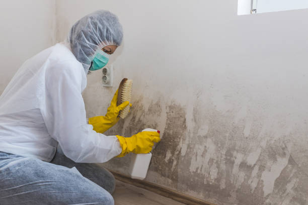 Mold Removal Process in Montgomery City, MO