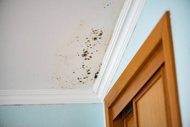 Reliable Montgomery City, MO Mold Removal Solutions