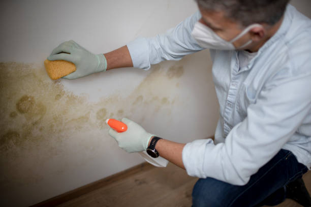 Best Mold Cleaning Services  in Ntgomery City, MO