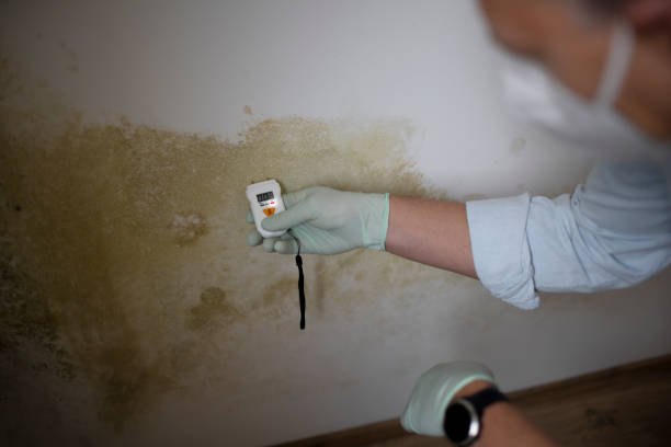 Best Water Damage Restoration  in Ntgomery City, MO