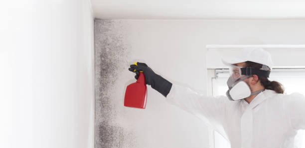 Best Mold Removal Process  in Ntgomery City, MO