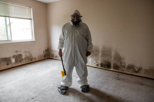 Best Mold Removal Near Me  in Ntgomery City, MO