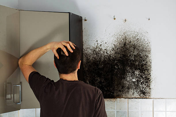 Best Mold Testing  in Ntgomery City, MO