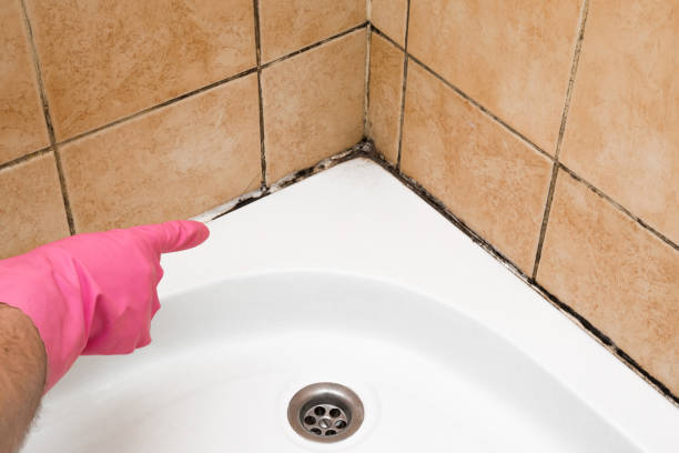 Best Local Mold Removal Service  in Ntgomery City, MO